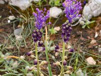 Muscari comosum 46, Kuifhyacint, Saxifraga-Harry Jans