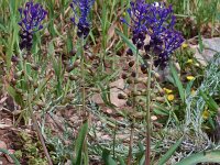 Muscari comosum 47, Kuifhyacint, Saxifraga-Harry Jans