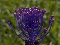 Muscari comosum 5, Kuifhyacint, Saxifraga-Marijke Verhagen