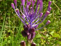 Muscari comosum 59, Kuifhyacint, Saxifraga-Hans Grotenhuis