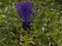 Muscari comosum 6, Kuifhyacint, Saxifraga-Marijke Verhagen