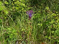 Muscari comosum 60, Kuifhyacint, Saxifraga-Hans Grotenhuis