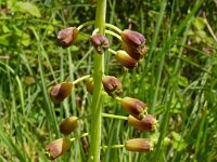 Muscari comosum 63, Kuifhyacint, Saxifraga-Hans Grotenhuis