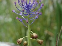 Muscari comosum 7, Kuifhyacint, Saxifraga-Jan van der Straaten