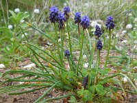 Muscari neglectum 16, Saxifraga-Ed Stikvoort