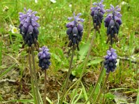 Muscari neglectum, 26, Saxifraga-Hans Grotenhuis