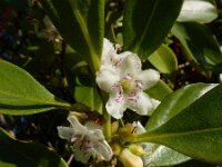 Myoporum laetum 10, Saxifraga-Ed Stikvoort