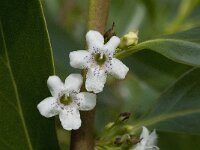Myoporum laetum 7, Saxifraga-Willem van Kruijsbergen