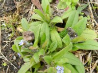 Myosotis arvensis 17, Akkervergeet-mij-nietje, Saxifraga-Rutger Barendse