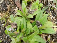 Myosotis arvensis 18, Akkervergeet-mij-nietje, Saxifraga-Rutger Barendse