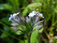 Myosotis arvensis 19, Akkervergeet-mij-nietje, Saxifraga-Rutger Barendse