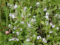 Myosotis arvensis 3, Akkervergeet-mij-nietje, Saxifraga-Peter Meininger