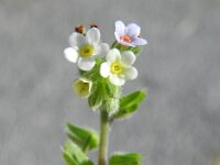 Myosotis discolor 10, Veelkleurig vergeet-mij-nietje, Saxifraga-Rutger Barendse