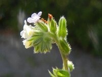 Myosotis discolor 2, Veelkleurig vergeet-mij-nietje, Saxifraga-Rutger Barendse