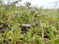 Myosotis discolor 3, Veelkleurig vergeet-mij-nietje, Saxifraga-Rutger Barendse
