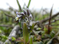 Myosotis discolor 4, Veelkleurig vergeet-mij-nietje, Saxifraga-Rutger Barendse