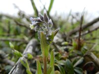 Myosotis discolor 5, Veelkleurig vergeet-mij-nietje, Saxifraga-Rutger Barendse