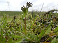 Myosotis discolor 6, Veelkleurig vergeet-mij-nietje, Saxifraga-Rutger Barendse
