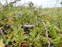 Myosotis discolor 7, Veelkleurig vergeet-mij-nietje, Saxifraga-Rutger Barendse