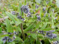 Myosotis discolor 8, Veelkleurig vergeet-mij-nietje, Saxifraga-Rutger Barendse