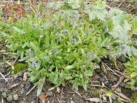 Myosotis discolor 9, Veelkleurig vergeet-mij-nietje, Saxifraga-Rutger Barendse