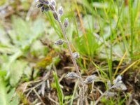 Myosotis ramosissima 2, Ruw vergeet-mij-nietje, Saxifraga-Rutger Barendse