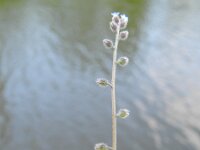 Myosotis ramosissima 4, Ruw vergeet-mij-nietje, Saxifraga-Rutger Barendse