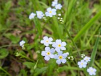 Myosotis scorpioides 10, Moerasvergeet-mij-nietje, Saxifraga-Rutger Barendse