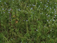 Myosotis scorpioides 13, Moerasvergeet-mij-nietje, Saxifraga-Hans Boll