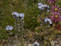 Myosotis scorpioides 2, Moerasvergeet-mij-nietje, Saxifraga-Willem van Kruijsbergen