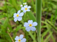 Myosotis scorpioides 8, Moerasvergeet-mij-nietje, Saxifraga-Rutger Barendse