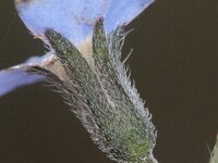 Myosotis sylvatica 17, Bosvergeet-mij-nietje, Saxifraga-Rutger Barendse