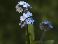 Myosotis sylvatica 2, Bosvergeet mij-nietje, Saxifraga-Jan van der Straaten