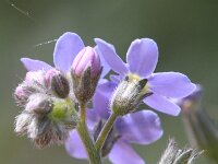Myosotis sylvatica 22, Bosvergeet-mij-nietje, Saxifraga-Rutger Barendse
