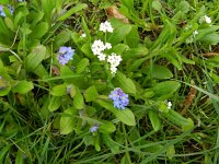Myosotis sylvatica 23, Bosvergeet-mij-nietje, Saxifraga-Rutger Barendse