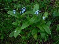 Myosotis sylvatica 25, Bosvergeet-mij-nietje, Saxifraga-Ed Stikvoort