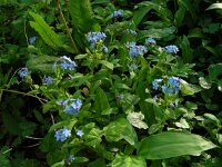 Myosotis sylvatica 26, Bosvergeet-mij-nietje, Saxifraga-Ed Stikvoort