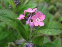 Myosotis sylvatica 6, Bosvergeet-mij-nietje, Saxifraga-Rutger Barendse