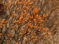Myrica gale 10, Wilde gagel, Saxifraga-Jan van der Straaten