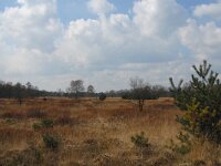 Myrica gale 12, Wilde gagel, Saxifraga-Jan van der Straaten