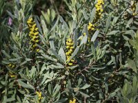 Myrica gale 15, Wilde gagel, Saxifraga-Peter Meininger