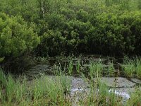 Myrica gale 17, Wilde gagel, Saxifraga-Hans Boll