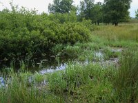 Myrica gale 18, Wilde gagel, Saxifraga-Hans Boll