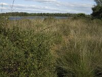 Myrica gale 2, Wilde gagel, Saxifraga-Jan van der Straaten