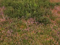 Myrica gale 20, Wilde gagel, Saxifraga-Hans Boll