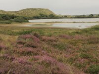 Myrica gale 21, Wilde gagel, Saxifraga-Hans Boll