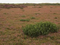 Myrica gale 23, Wilde gagel, Saxifraga-Hans Boll