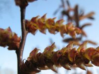 Myrica gale 25, Wilde gagel, Saxifraga-Rutger Barendse