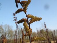 Myrica gale 26, Wilde gagel, Saxifraga-Rutger Barendse