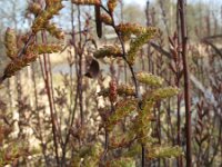 Myrica gale 27, Wilde gagel, Saxifraga-Rutger Barendse